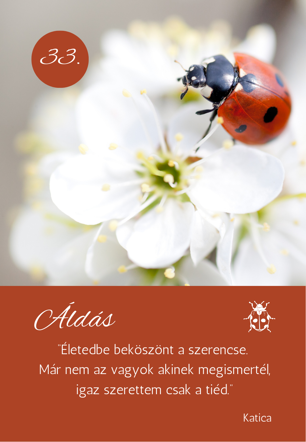 a madarak üzenetei kártya pakli - katica bogár üzenete