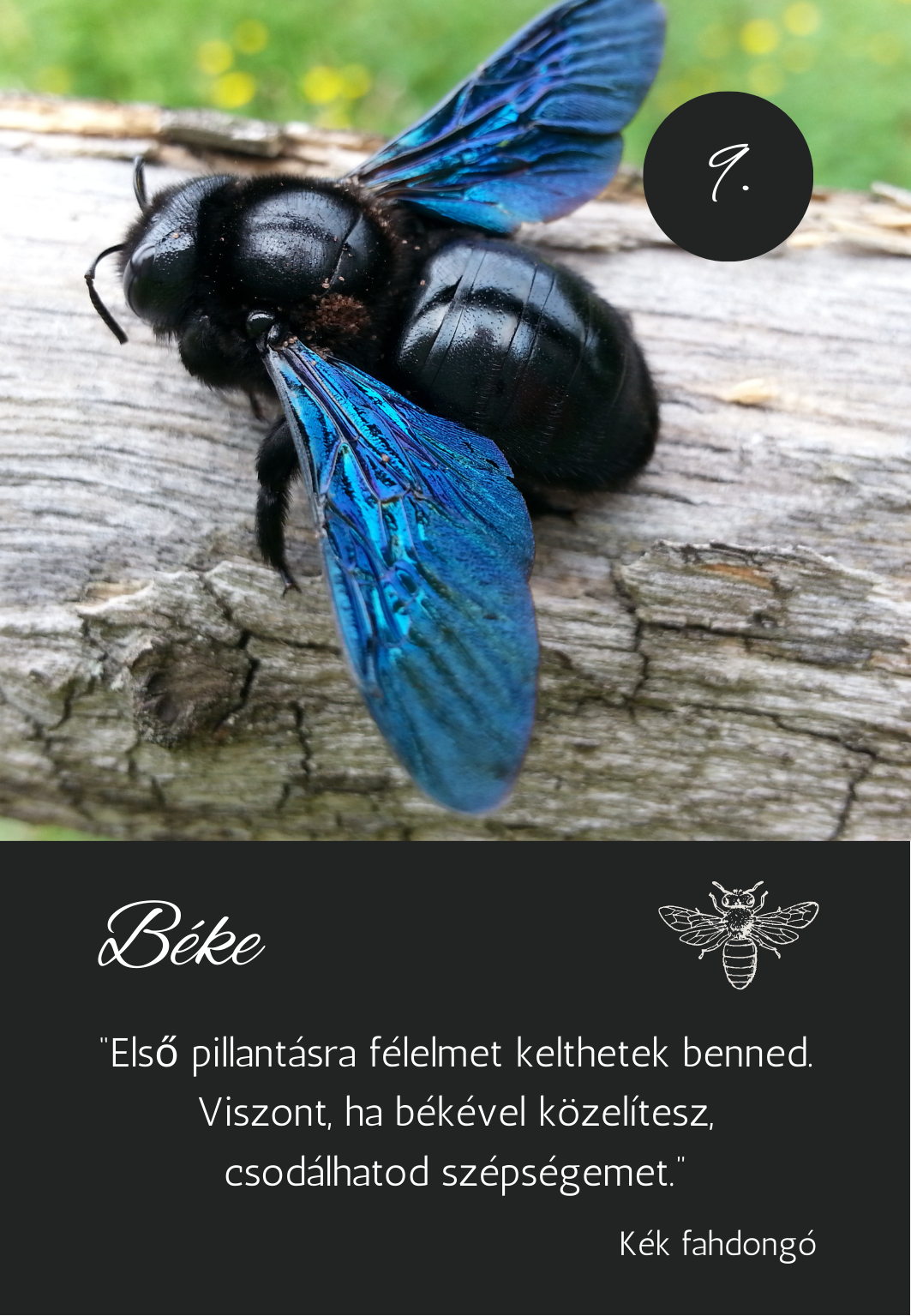 a madarak üzenetei kártya pakli - skék dongó üzenete üzenete