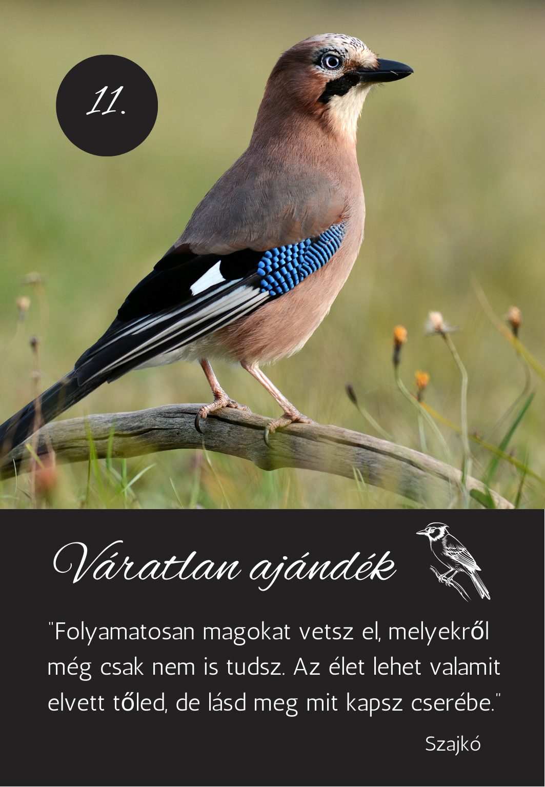 a madarak üzenetei kártya pakli - szajkó üzenete